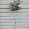 Asā egle ,,Blue Trinket,,/Picea pungens/ - augstcelma 80cm