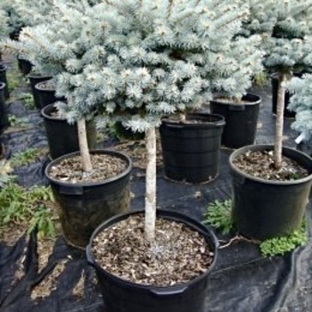 Asā egle ,,Blue Trinket,,/Picea pungens/ - augstcelma 80cm
