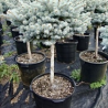 Asā egle ,,Blue Trinket,,/Picea pungens/ - augstcelma 80cm