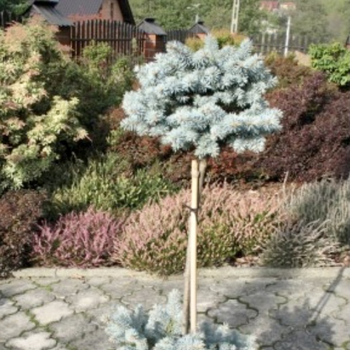 Asā egle ,,Hoopsii,,/Picea...
