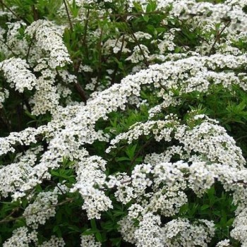 Pelekā spireja ,,Grefsheim,, /Spiraea x cinerea/ - C3 kont.