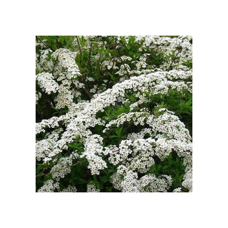 Spireja, pelēkā ,,Grefsheim,, /Spiraea x cinerea/ - C5 kont.