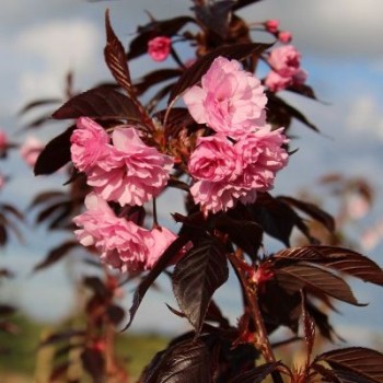 Japānas ziedu ķirsis - sakura "Royal Burgundy,, /Prunus serrulata/