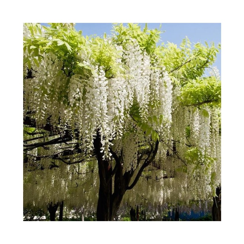 Ķīnas vistērija ,,Alba,, /wisteria sinensis/ -C2 kont