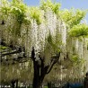 Ķīnas vistērija ,,Alba,, /wisteria sinensis/ -C2 kont
