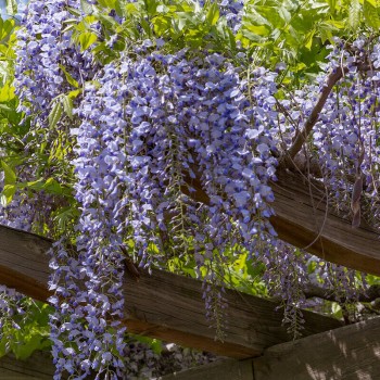 Ķīnas vistērija /wisteria...