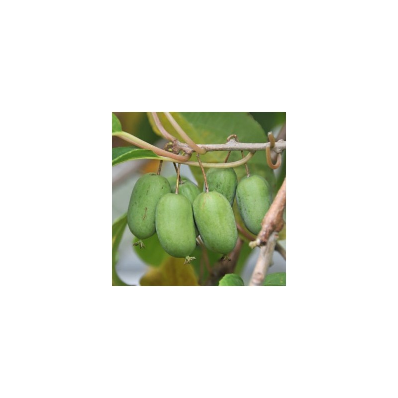 Aktinīdija ,,Lucy,, (siev.) /actinidia arguta/ -C1 kont