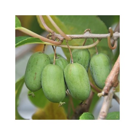 Aktinīdija ,,Lucy,, (siev.) /actinidia arguta/ -C1 kont