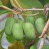 Aktinīdija ,,Lucy,, (siev.) /actinidia arguta/ -C1 kont