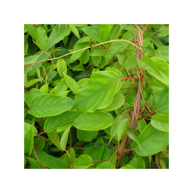 Aktinīdija ,,Male,, (vīr.) /actinidia arguta/ -C1 kont