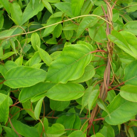 Aktinīdija ,,Male,, (vīr.) /actinidia arguta/ -C1 kont