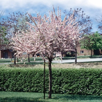 Mandele trīsdaivu - /Prunus...