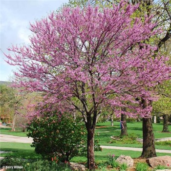 Jūdas koks /cercis...