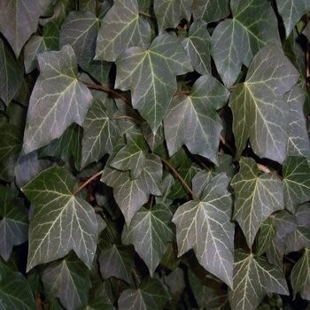 Baltijas Efeja - /Hedera...