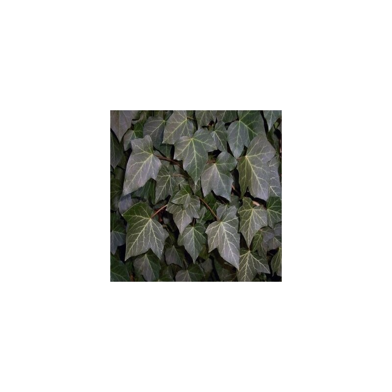 Efeja - /Hedera helix/ -C2,5- 120-150cm