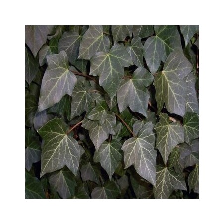 Efeja - /Hedera helix/ -C2,5- 120-150cm