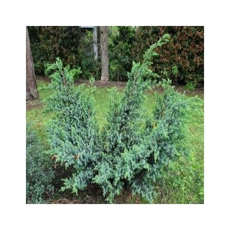 Kadiķis, Ķīnas "Blue Alps" /Juniperus chinensis/ - C12 kont.