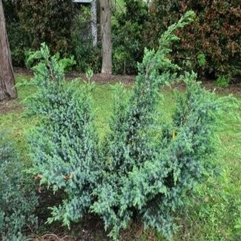 Ķīnas kadiķis ,,Blue Alps,,/Juniperus chinensis/ - C2 kont.