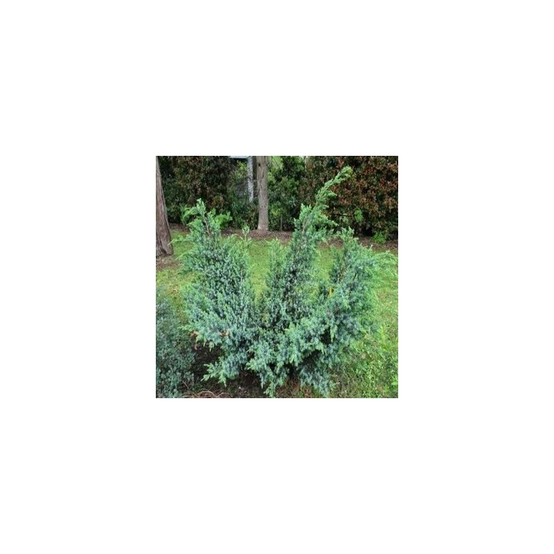 Ķīnas kadiķis ,,Blue Alps,,/Juniperus chinensis/ - C2 kont.