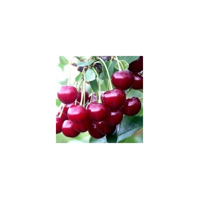 Ķirsis ,,Žagarvyšne,, /prunus cerasus/ (agrais) - 120-140cm