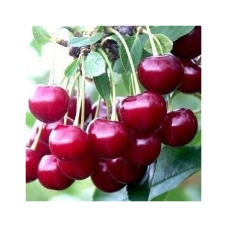 Ķirsis ,,Žagarvyšne,, /prunus cerasus/ (agrais) - 120-140cm