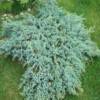 Zvīņainais kadiķis ,,Blue Carpet,,/Juniperus squamata/ - C3 kont.