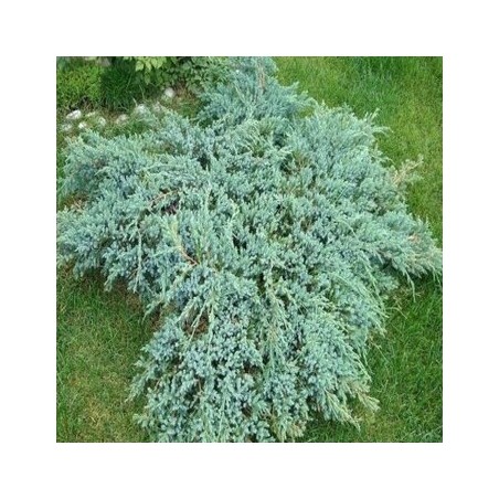 Zvīņainais kadiķis ,,Blue Carpet,,/Juniperus squamata/ - C3 kont.