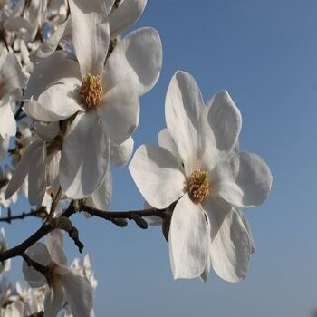 Ziemeļu magnolija 'White...