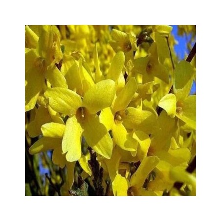 Vidējā forsītija ,,Goldrausch,, /Forsythia x intermedia/- C3 kont.