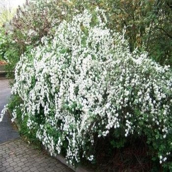 Vanhuta spireja /Spiraea x...