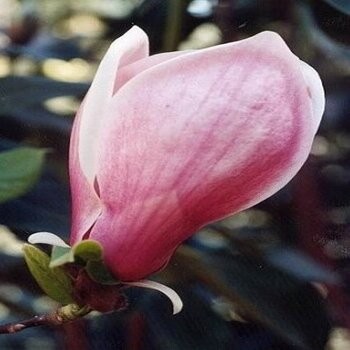Sulanža magnolija...
