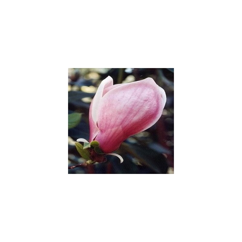 Sulanža magnolija 'Winelight' /Magnolia x soulangeana/ 125-150cm, C20 kont.