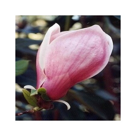 Sulanža magnolija 'Winelight' /Magnolia x soulangeana/ 80-100cm, C7,5 kont.