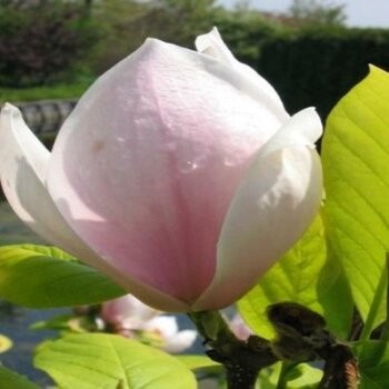Sulanža magnolija 'Sundew' /Magnolia x soulangeana/ 100-125cm, C7.5 kont.