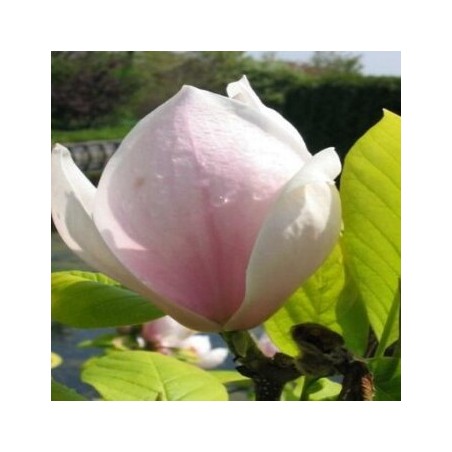Sulanža magnolija 'Sundew' /Magnolia x soulangeana/ 100-125cm, C7.5 kont.