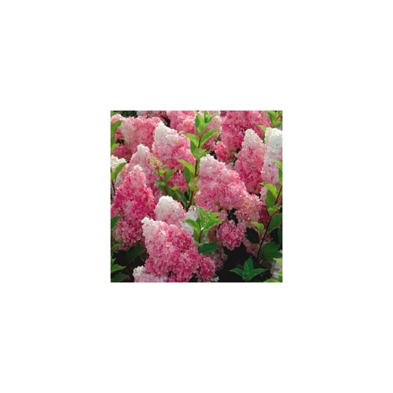 Hortenzija, skarainā ,,Vanille Fraise,, /Hydrangea paniculata/ - P12 kont.