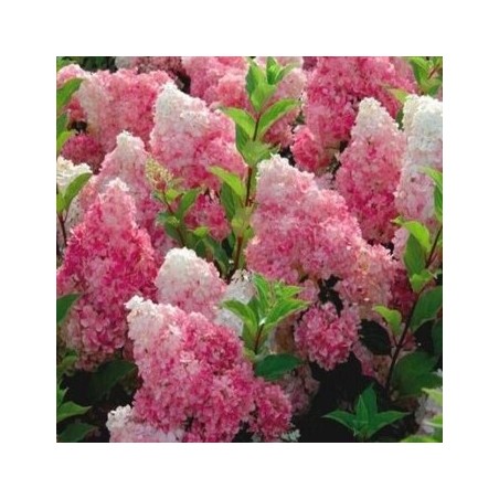 Hortenzija, skarainā ,,Vanille Fraise,, /Hydrangea paniculata/ - P12 kont.