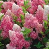 Hortenzija, skarainā ,,Vanille Fraise,, /Hydrangea paniculata/ - P12 kont.