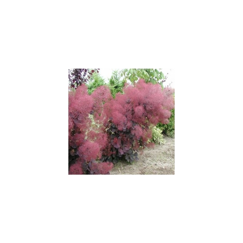 Perukmedis ,,Foliis Purpureis,,/Cotinus coggygria/ - C2 kont.