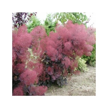 Parūkkoks ,,Foliis Purpureis,,/Cotinus coggygria/ - C2 kont.