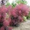 Perukmedis ,,Foliis Purpureis,,/Cotinus coggygria/ - C2 kont.