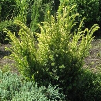 Parastā īve ,,Elegantissima,,/Taxus baccata/ - C7,5 kont.