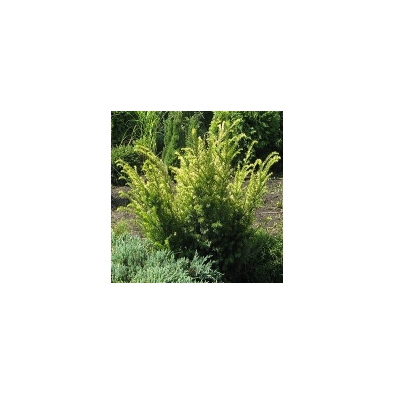 Parastā īve ,,Elegantissima,,/Taxus baccata/ - C7,5 kont.