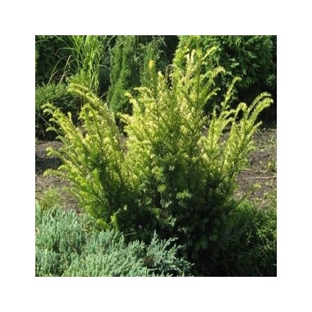Parastā īve ,,Elegantissima,,/Taxus baccata/ - C7,5 kont.