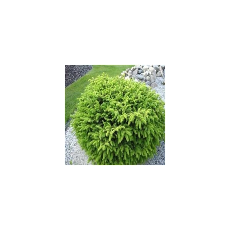 Parastā egle ,,Nidiformis,,/Picea abies/ - C12 kont.
