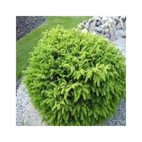 Parastā egle ,,Nidiformis,,/Picea abies/ - C12 kont.