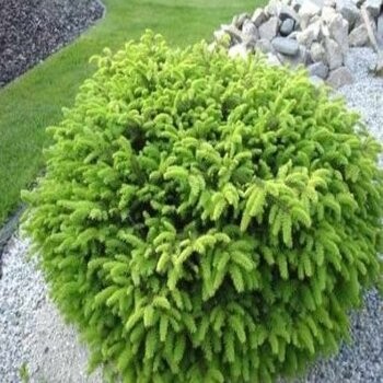 Egle, parastā ,,Nidiformis,,/Picea abies/ - C2 kont., 20-25cm.