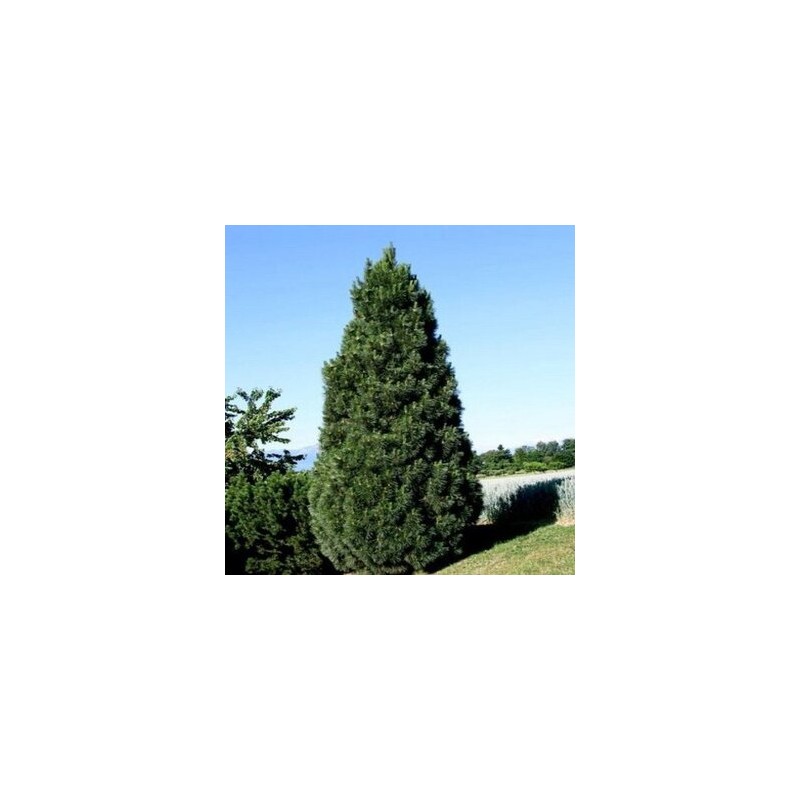 Melnā priede ,,Pyramidalis,,/Pinus nigra/ - C4 kont.