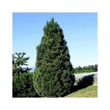 Melnā priede ,,Pyramidalis,,/Pinus nigra/ - C4 kont.