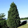 Melnā priede ,,Pyramidalis,,/Pinus nigra/ - C4 kont.